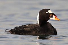 Surf Scoter Surf Scoter